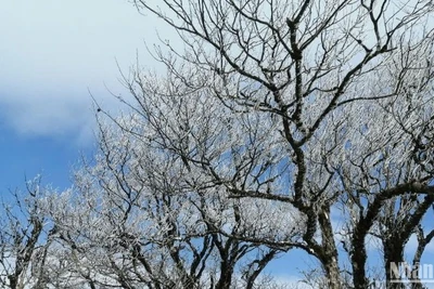 Băng tuyết xuất hiện trên đỉnh Phja Oắc, Cao Bằng trong những ngày đầu năm 2025.