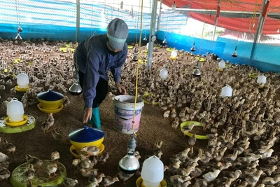 Dự án liên kết sản xuất, tiêu thụ gà thịt do Hợp tác xã Nhung Lũy triển khai ở Ba Bể được hỗ trợ 5 tỷ đồng nhưng chỉ liên kết sản xuất cho 17 hộ. Trong ảnh: Gà dự án chăn nuôi tập trung tại hợp tác xã. (Ảnh: TUẤN SƠN)