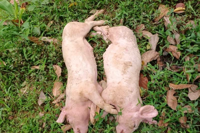 Hai trong số những con lợn bị chết bởi dịch tả lợn châu Phi tại ổ dịch mới phát hiện ở xã Tân Tú. Ảnh: LÊ TRANG