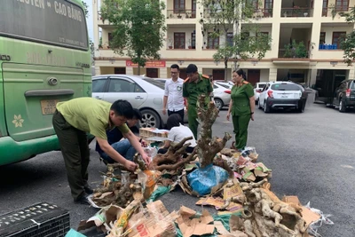 Lực lượng chức năng kiểm tra tang vật thu giữ trên xe khách. (Ảnh: Công an Bắc Kạn)