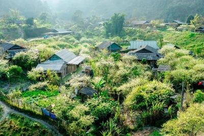 Ở độ cao hơn 1.500m, Mường Lống quanh năm mát mẻ, đẹp như một bức tranh thủy mặc giữa đại ngàn Trường Sơn. (Ảnh: NHẬT THANH)