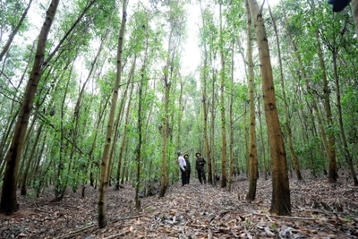 Mô hình rừng gỗ lớn trồng keo kết hợp cây bản địa tại Công ty TNHH Lâm nghiệp Sông Kôn (Bình Định). (Ảnh PHAN NHẬT ANH) 