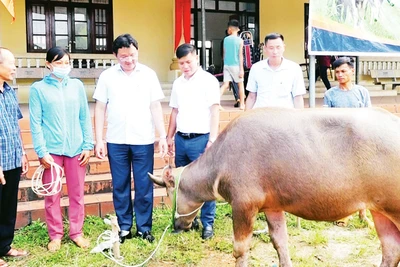 Trâu sinh sản của huyện Phú Lương, tỉnh Thái Nguyên sinh trưởng và phát triển nhanh. 