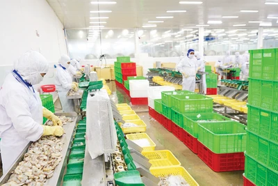 Chế biến thủy sản xuất khẩu ở Công ty CP Thủy sản Cafatex (Hậu Giang). Ảnh: Trần Quốc 