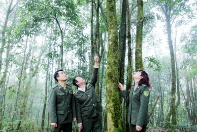 Lực lượng kiểm lâm Lào Cai quản lý, bảo vệ rừng tại Vườn quốc gia Hoàng Liên. 