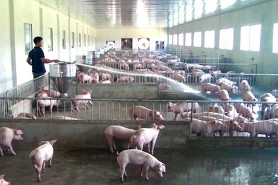 Hộ chăn nuôi ở xã Bách Thuận, huyện Vũ Thư, tỉnh Thái Bình đang cố duy trì đàn lợn trước cảnh rớt giá. (Ảnh MAI TÚ) 