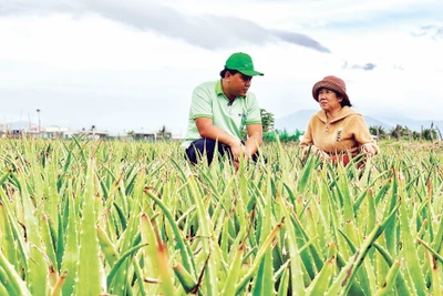 Bà Trương Thị Phượng (bên phải) liên kết trồng nha đam cho doanh nghiệp Thành phố Hồ Chí Minh bảo đảm đầu ra ổn định. 