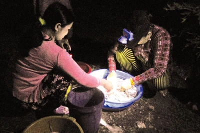 Lựa mua cá trong đêm tại "chợ ma".