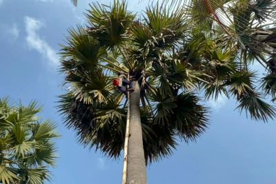 Từ loài cây mọc hoang, thốt nốt trở thành cây kinh tế, thoát nghèo của đồng bào Khmer vùng Bảy Núi, An Giang. 