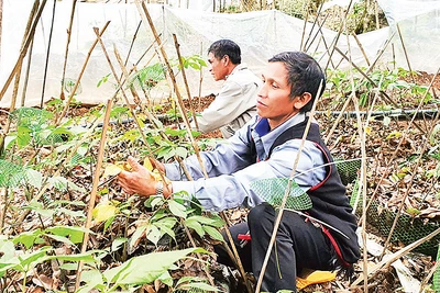 Người dân xã Tê Xăng, huyện Tu Mơ Rông chăm sóc vườn sâm Ngọc Linh. 