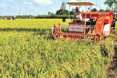 Hợp tác xã nông nghiệp đóng vai trò quan trọng trong việc tổ chức sản xuất, liên kết tiêu thụ lúa gạo cho nông dân. (Ảnh PHONG NGUYỄN) 