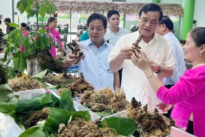 Lễ hội Sâm Ngọc Linh (Quảng Nam) được tổ chức nhằm giới thiệu, quảng bá về cây sâm Ngọc Linh. 