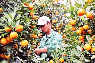 Quất cảnh Hội An vào vụ Tết 