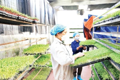 Mô hình trồng rau mầm tại Hợp tác xã Sản xuất và Dịch vụ nông nghiệp Thanh Hà (huyện Thường Tín) cho hiệu quả kinh tế cao. (Ảnh BẠCH THANH) 