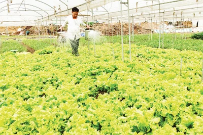 Nông dân Sa Pa chăm sóc rau. (Ảnh VIẾT VINH)