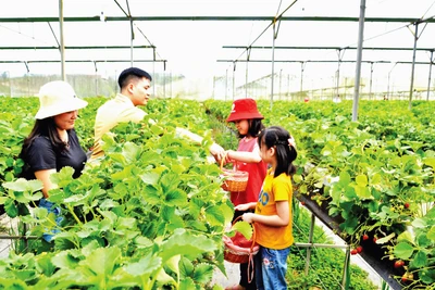 Trang trại trồng dâu tây kết hợp du lịch nông nghiệp ở thị xã Sa Pa (Lào Cai). 