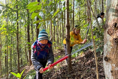 Người dân huyện Điện Biên Đông phát cây bụi phòng chống cháy rừng trong những ngày nắng nóng. 