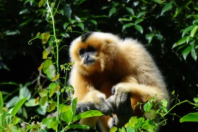 Vượn má hung Trung Bộ (Nomacus annamensis). Ảnh: WWF-Việt Nam.