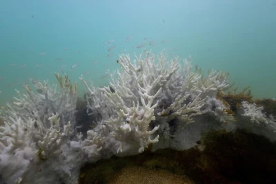 San hô bị tẩy trắng được nhìn thấy ở Costa dos Corais ở Japaratinga thuộc bang Alagoas, Brazil ngày 16/4/2024. Ảnh: Reuters