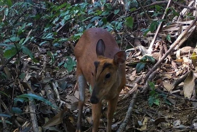 Ảnh minh họa (Nguồn: TTXVN)