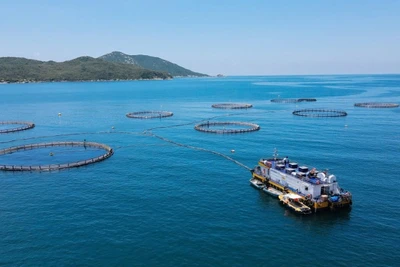 Mô hình nuôi biển công nghệ cao tại vịnh Vân Phong, tỉnh Khánh Hòa. (Ảnh: BẢO TRANG)