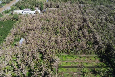 Nhiều vườn dừa ở xã Xuân Đông, huyện Chợ Gạo, tỉnh Tiền Giang bị sâu đầu đen gây thiệt hại nặng. (Ảnh: Báo Nhân Dân)