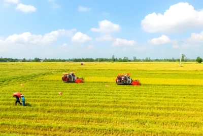 Thu hoạch lúa theo quy trình sản xuất lúa chất lượng cao, phát thải thấp tại Cần Thơ. 