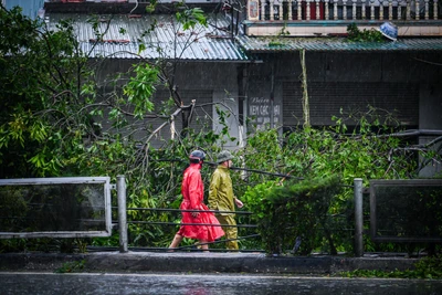 "Cứu" cây sau bão sẽ rút ngắn được thời gian phủ xanh đô thị tới 20 năm 