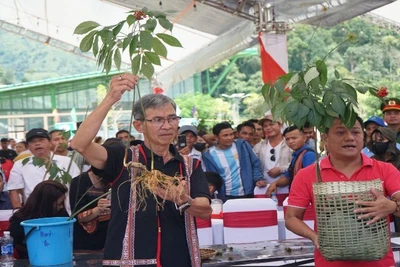 Những củ sâm đoạt giải được đưa ra đấu giá.