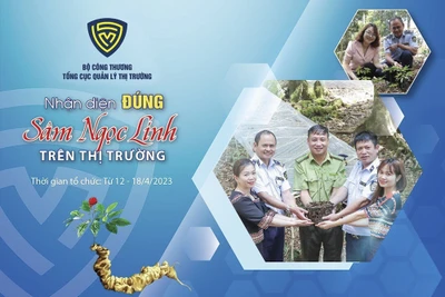 Cần tăng cường nắm bắt thông tin, kịp thời xử lý các vi phạm nhằm bảo vệ thương hiệu sâm Ngọc Linh.