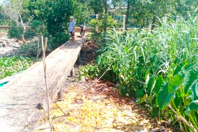 Vỏ và hột xoài xả xuống kênh Năm Thôn.