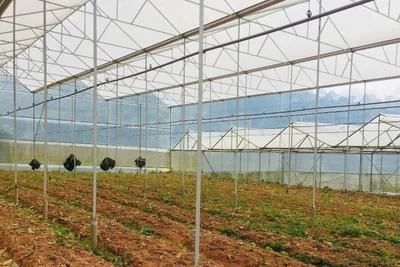 Nguồn vốn vay được Hợp tác xã dịch vụ nông nghiệp tổng hợp Tân Tiến, thành phố Đà Lạt (Lâm Đồng) đầu tư hiệu quả.