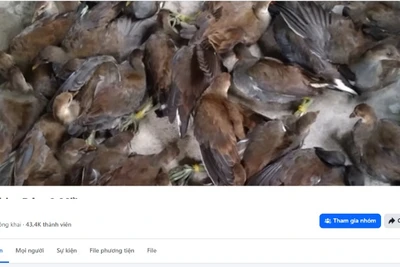 Hình ảnh một nhóm buôn bán động vật trái phép hoạt động công khai.