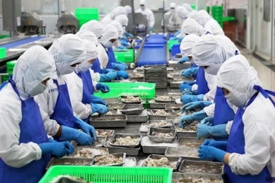 Dây chuyền sơ chế tôm xuất khẩu ở huyện Bình Chánh, Thành phố Hồ Chí Minh. (Ảnh: Hồng Đạt/TTXVN)