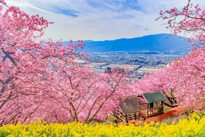 [Video] Rực rỡ hoa anh đào đầu mùa tại Kawazu, Nhật Bản