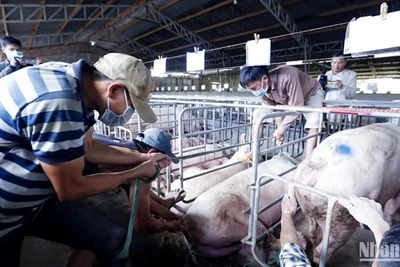 Cơ quan chức năng xử lý đàn lợn bị mắc bệnh dịch tả lợn châu Phi. Ảnh: BẢO VĂN