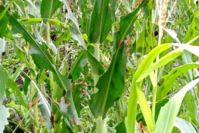 Châu chấu tre lưng vàng gây hại trên cây ngô. (Ảnh: THU TRANG)