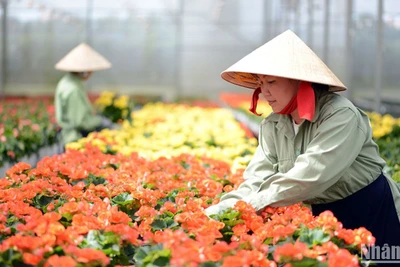 Sản xuất hoa công nghệ cao tại thành phố Đà Lạt, tỉnh Lâm Đồng. (Ảnh VĂN BẢO)