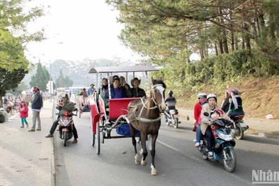 Dịch vụ xe ngựa tham quan quanh hồ Xuân Hương-Đà Lạt từng hấp dẫn du khách. 