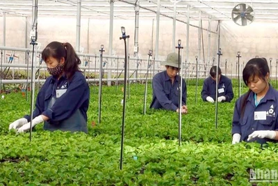 Sản xuất nông nghiệp công nghệ cao tại thành phố Đà Lạt, tỉnh Lâm Đồng.