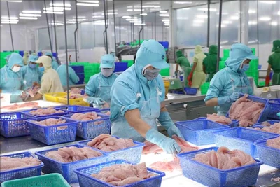 Chế biến cá tra xuất khẩu tại nhà máy của Tập đoàn Sao Mai, tỉnh An Giang. (Ảnh minh họa: TTXVN)