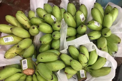 Thiết lập và cấp mã số vùng trồng, cơ sở đóng gói nông sản phục vụ xuất khẩu hiện là yêu cầu bắt buộc của nhiều thị trường nhập khẩu. (Ảnh: VGP)