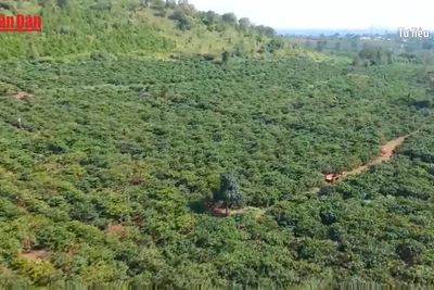 [Video] Xuất khẩu cà phê hướng tới kỷ lục 8 - 10 tỷ USD