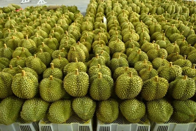 [Video] Gỡ vướng xuất khẩu nông sản, ưu tiên sầu riêng vào chính vụ