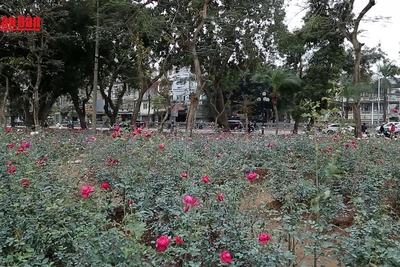 [Video] Hà Nội mở cửa công viên: Tạo không gian xanh, tăng gắn kết cộng đồng