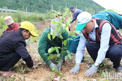 Người dân tham gia trồng cây gỗ lớn tại xã Hòa Bắc, huyện Hòa Vang, Đà Nẵng. (Ảnh: THANH TÂM)