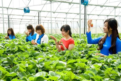 Mô hình du lịch canh nông tại Đà Lạt hấp dẫn du khách.