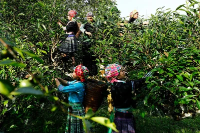 Chè Suối Giàng: Câu chuyện kết tụ tinh hoa của sản phẩm OCOP