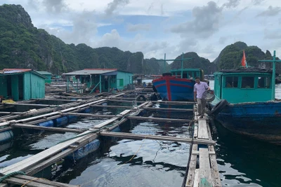 Hải Phòng chủ động phòng, chống bão số 2