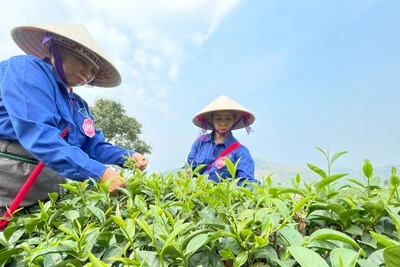 Bà con thi hái chè tại lễ hội trà Tân Uyên lần thứ nhất năm 2025. (Ảnh: Trần Tuấn)